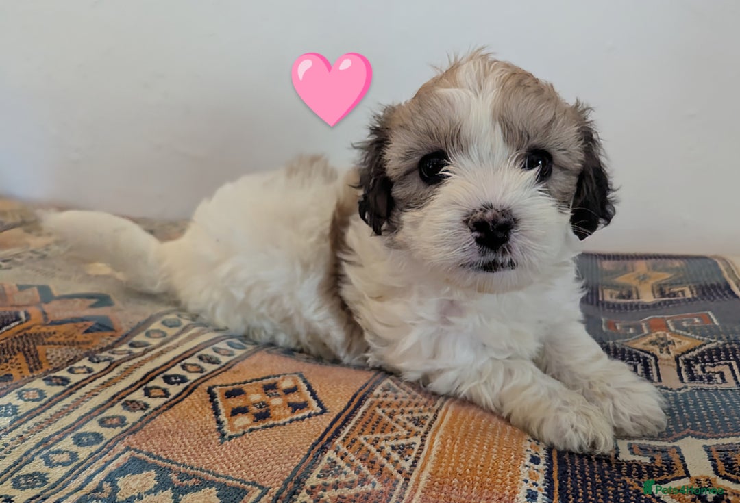 Cavachon dogs for sale: Cavachon Puppies - excellent example!  - Image 24