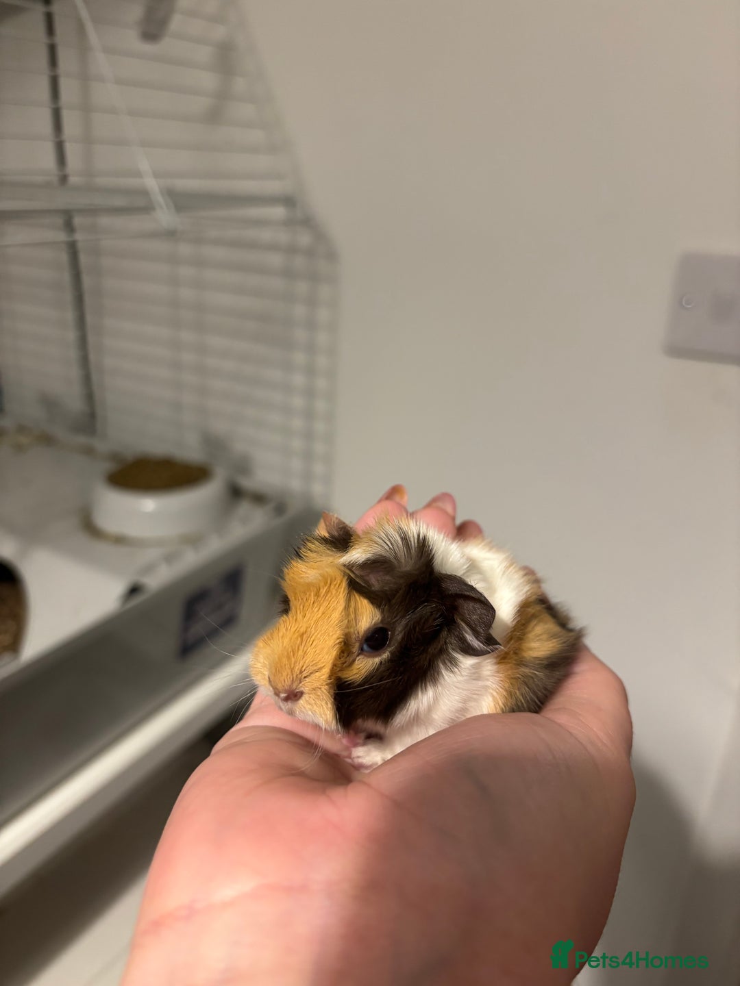 Guinea Pig rodents for sale: Guinea pigs for sale - Advert 2