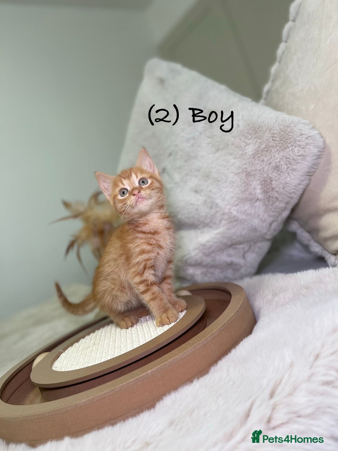 Mixed Breed cats for sale: Stunning kittens 8 weeks old ready now  - Advert 7