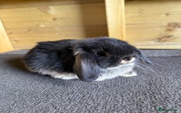 Mini Lop rabbits for sale: 🖤🩶 GORGEOUS LITTER OF PUREBRED MINI LOPS 🖤🩶 - Image 3