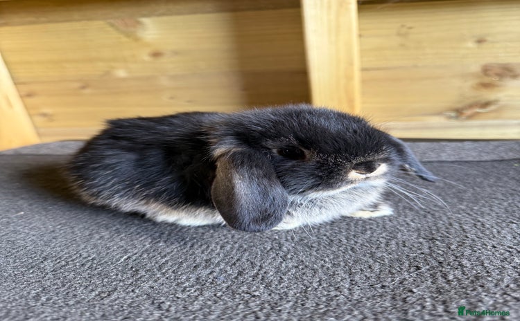 Mini Lop rabbits - Advert 3