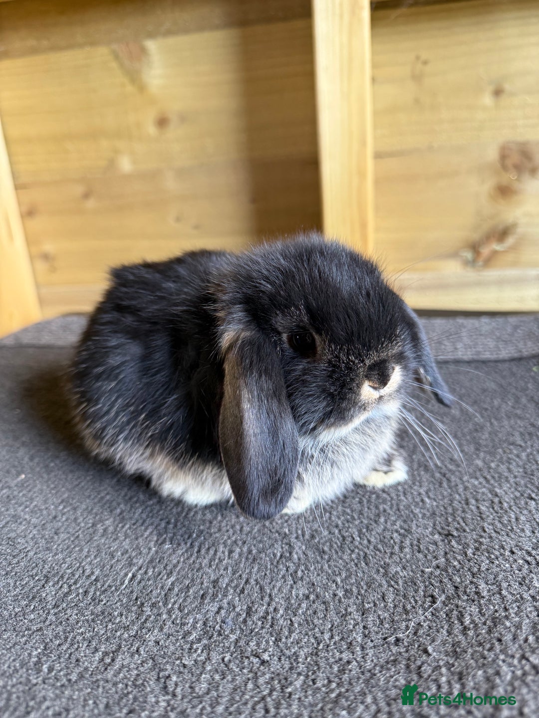 Mini Lop rabbits for sale: 🖤🩶 GORGEOUS LITTER OF PUREBRED MINI LOPS 🖤🩶 - Image 3