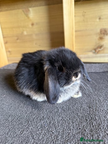 Mini Lop rabbits - Advert 4