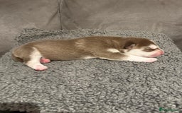 Siberian Husky dogs for sale: Husky fuzzballs - Image 2