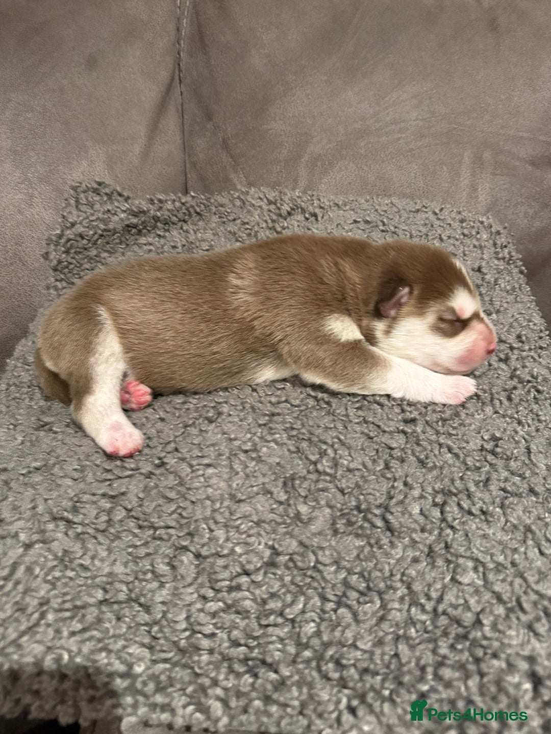 Siberian Husky dogs for sale: Husky fuzzballs - Image 2