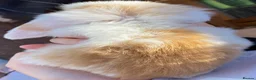 Mini Lop rabbits for sale: STUNNING PURE BREED MINI LOPS AMAZING COLOURS  - Advert 8