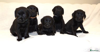 Labrador Retriever dogs - Advert 16