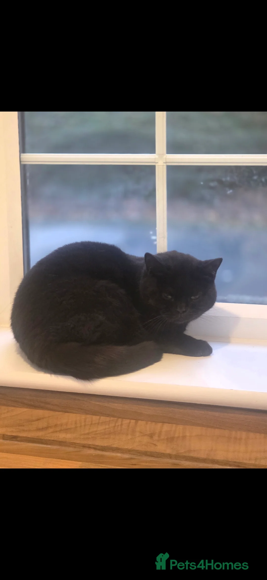 British Shorthair cats for sale: Female 1 year old needs loving new home - Advert 2