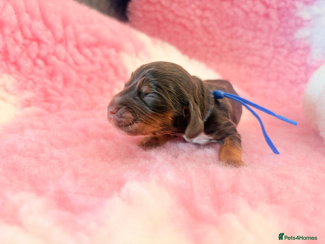 Cocker Spaniel dogs for sale: Stunning litter of show cocker spaniels  - Image 19