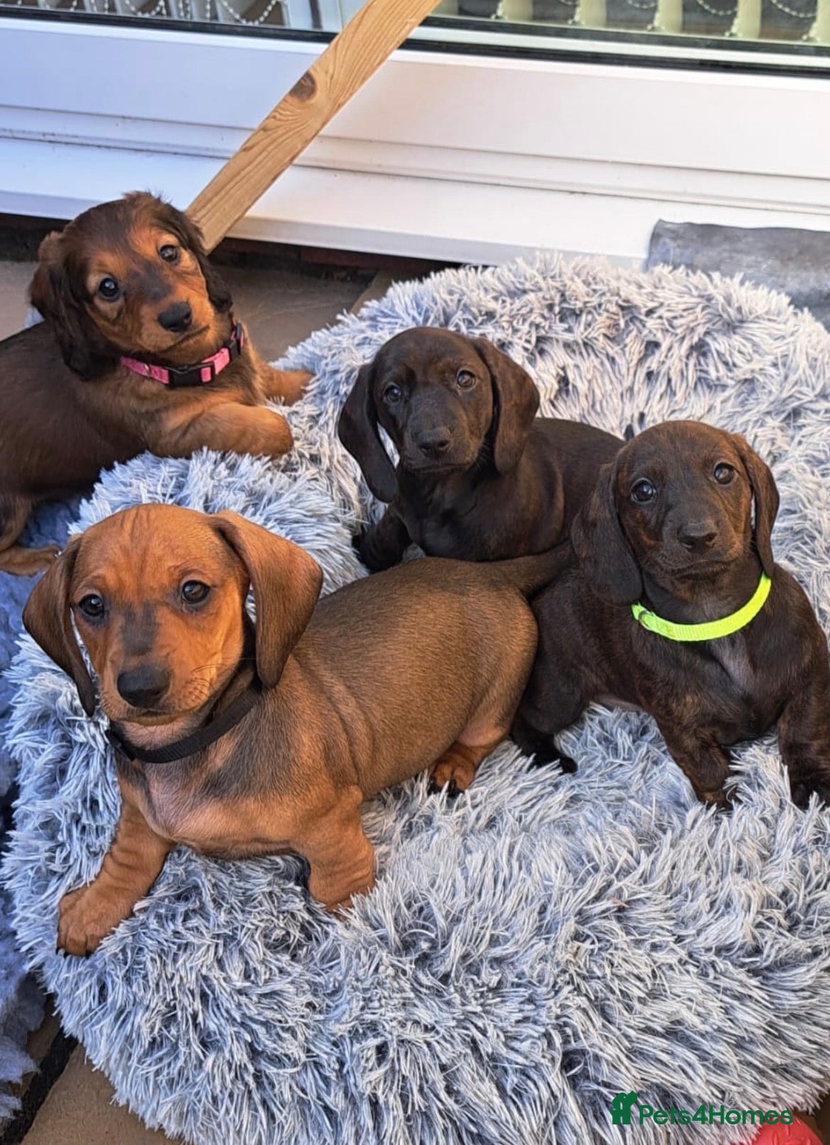 Dachshund dogs Stunning 5 generation KC standard dachshunds  - Advert 14