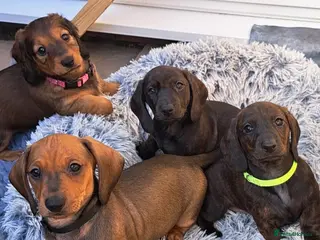 Dachshund dogs Stunning 5 generation KC standard dachshunds - Advert 14