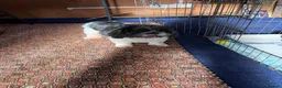 Shihpoo dogs for sale: Joanna Flynn  - Advert 7