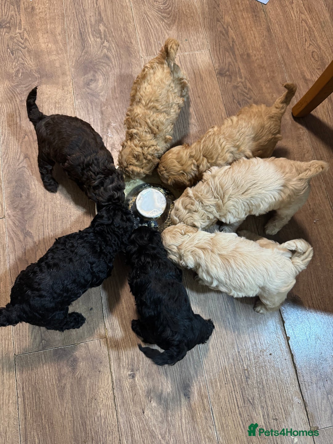 Cockapoo dogs for sale: Gorgeous F1B Cockapoo Puppies hypoallergenic  - Advert 3