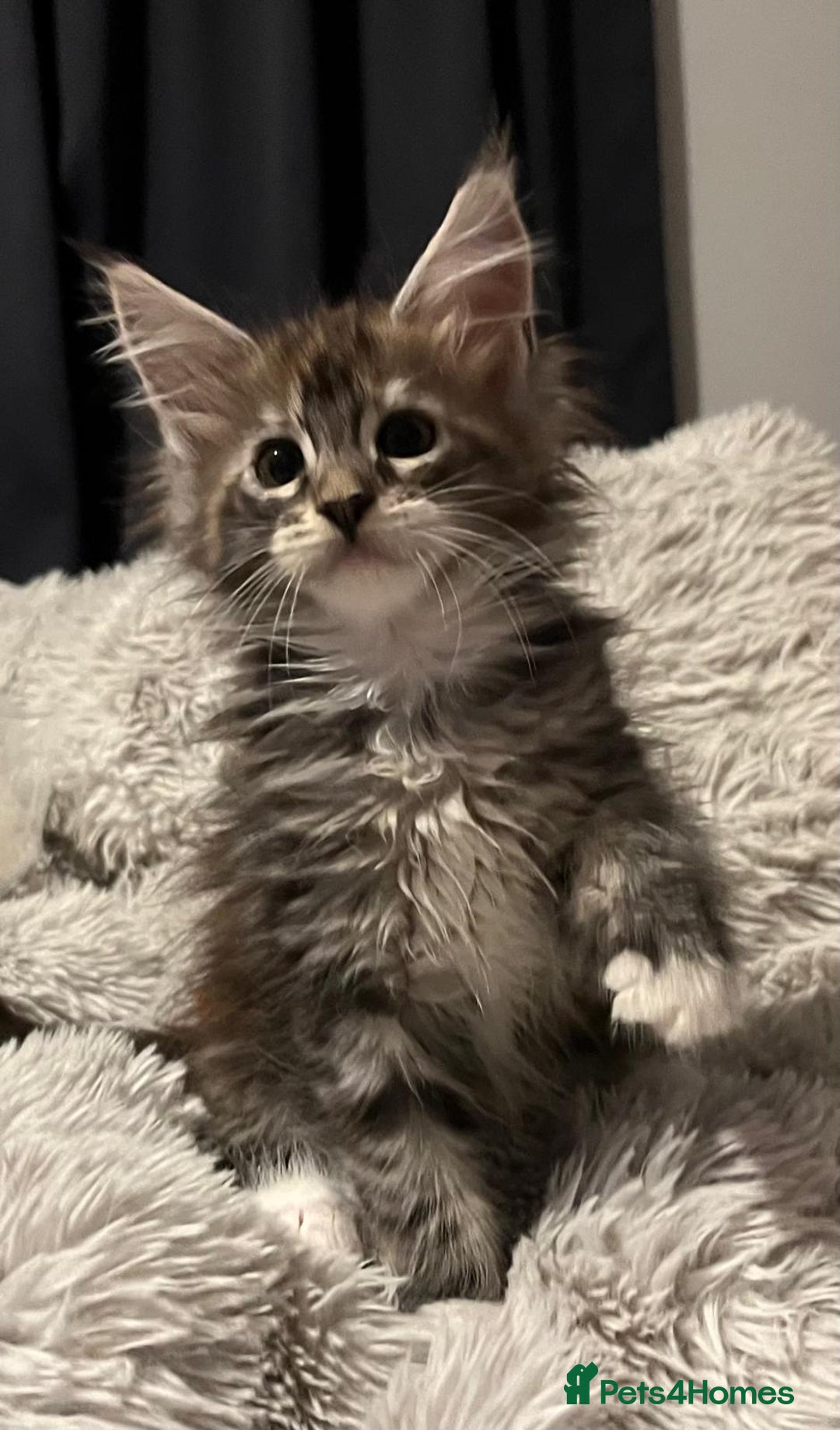 Maine Coon cats for sale: Ready now !!Maine coon kittens full papers  - Advert 14