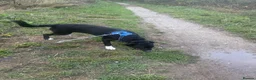 Border Collie dogs for sale: Border collie in Wrexham - Advert 4
