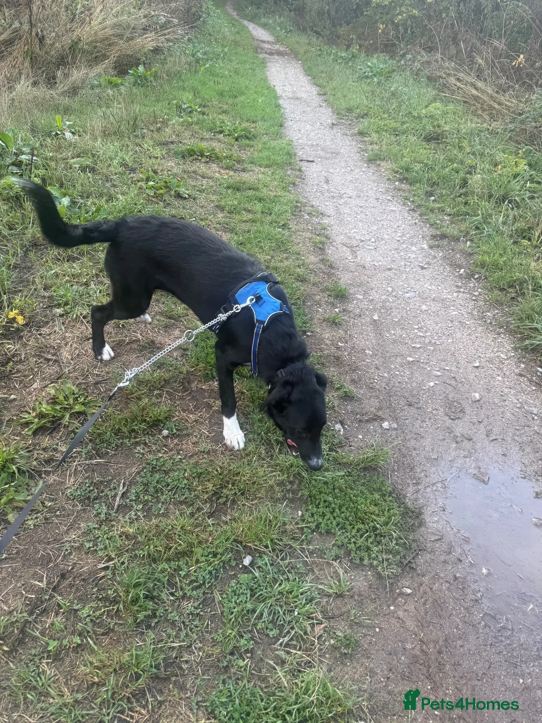 Border Collie dogs for sale: Border collie in Wrexham - Advert 4