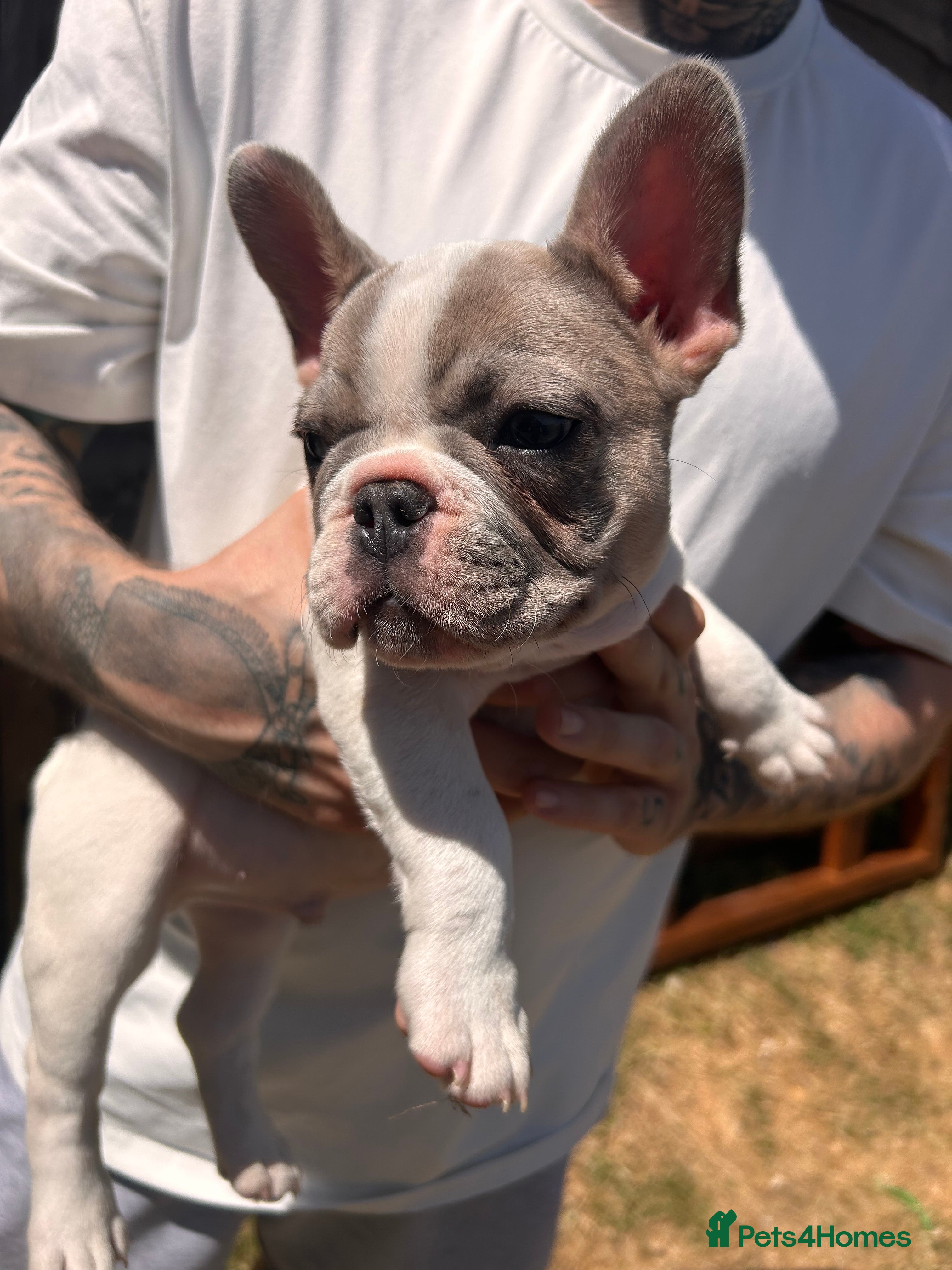 French Bulldog dogs for sale: DWKC French bulldog puppies  - Advert 16