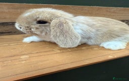 Mini Lop rabbits for sale: MINI LOP BUNNIES - PEDIGREE  - Image 32