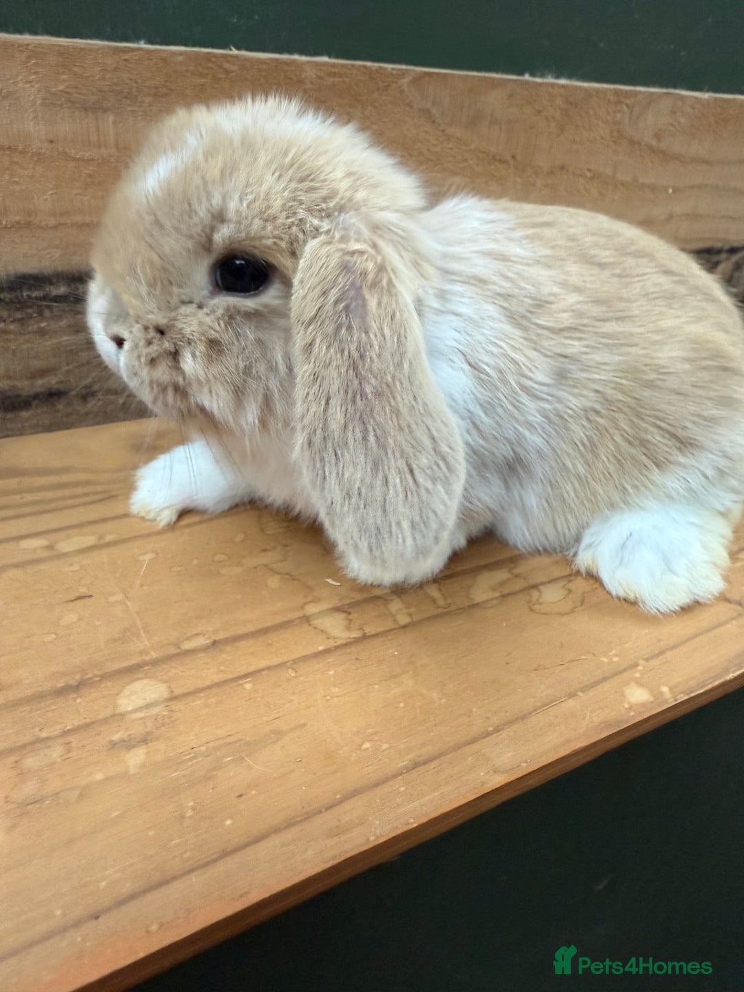 Mini Lop rabbits for sale: MINI LOP BUNNIES - PEDIGREE  - Image 32
