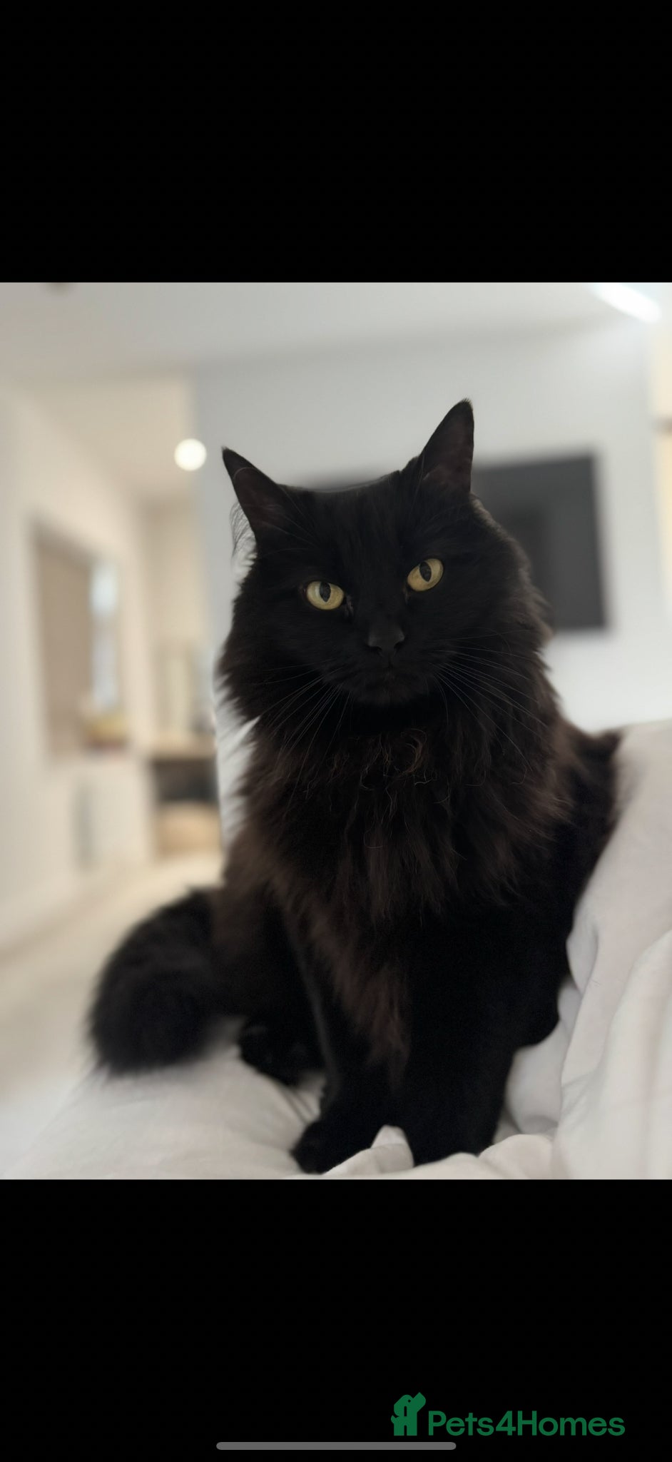 Ragdoll cats Free Rehome Half Ragdoll - Advert 1