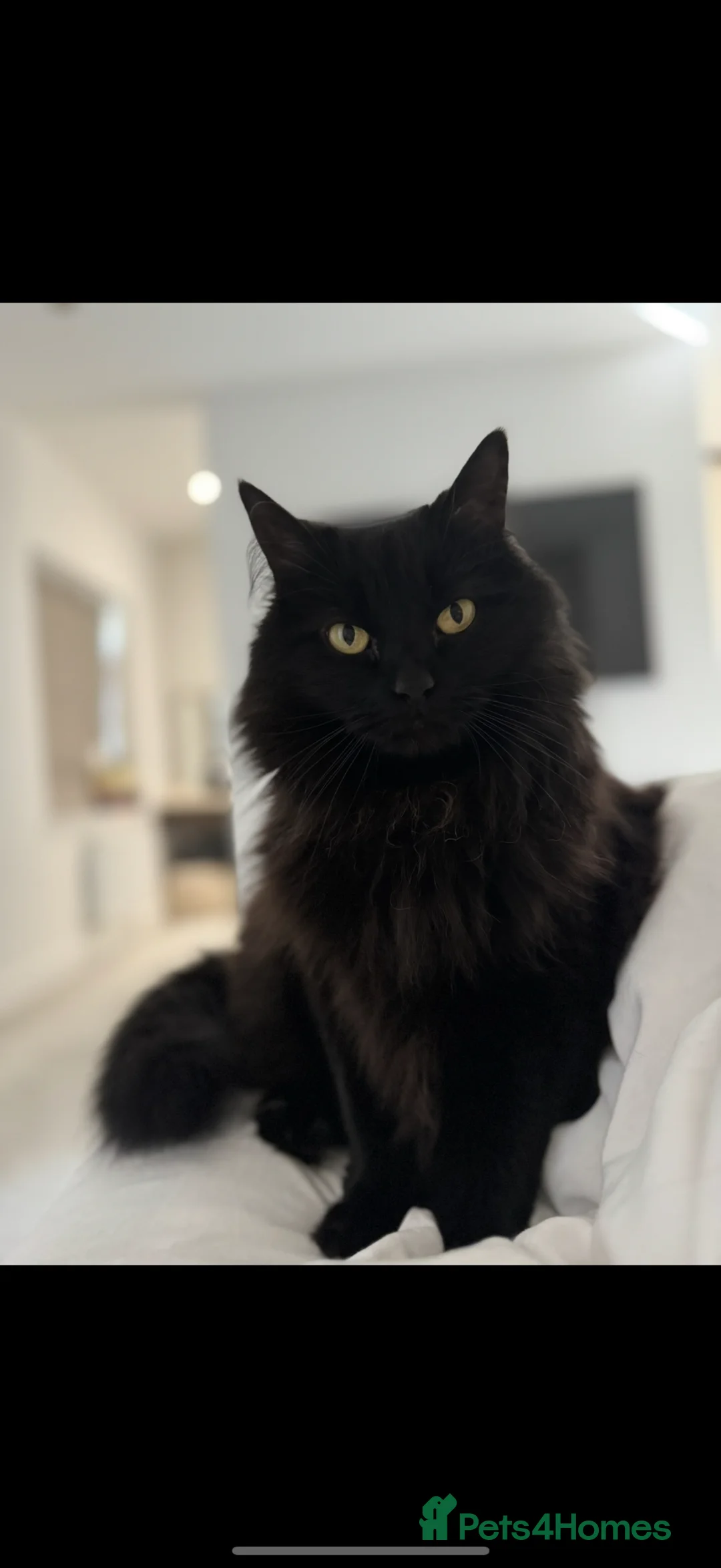 Ragdoll cats for sale: Free Rehome Half Ragdoll - Advert 1