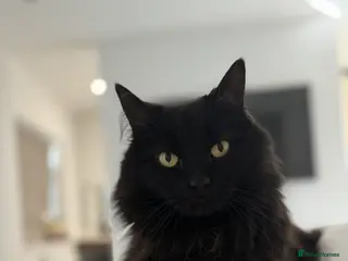 Ragdoll cats Free Rehome Half Ragdoll - Advert 1