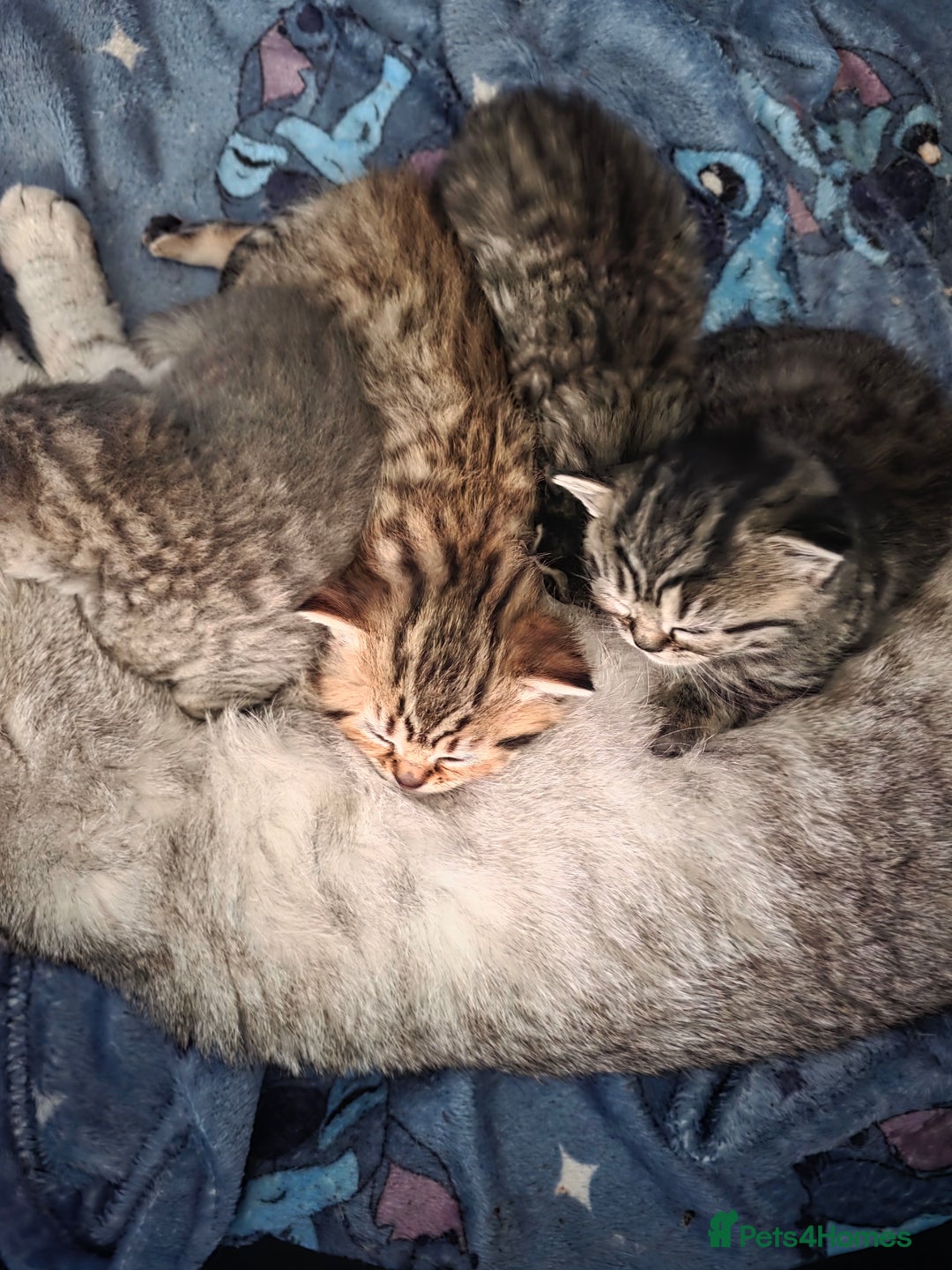 British Shorthair cats for sale: British shorthair x kittens - Image 5