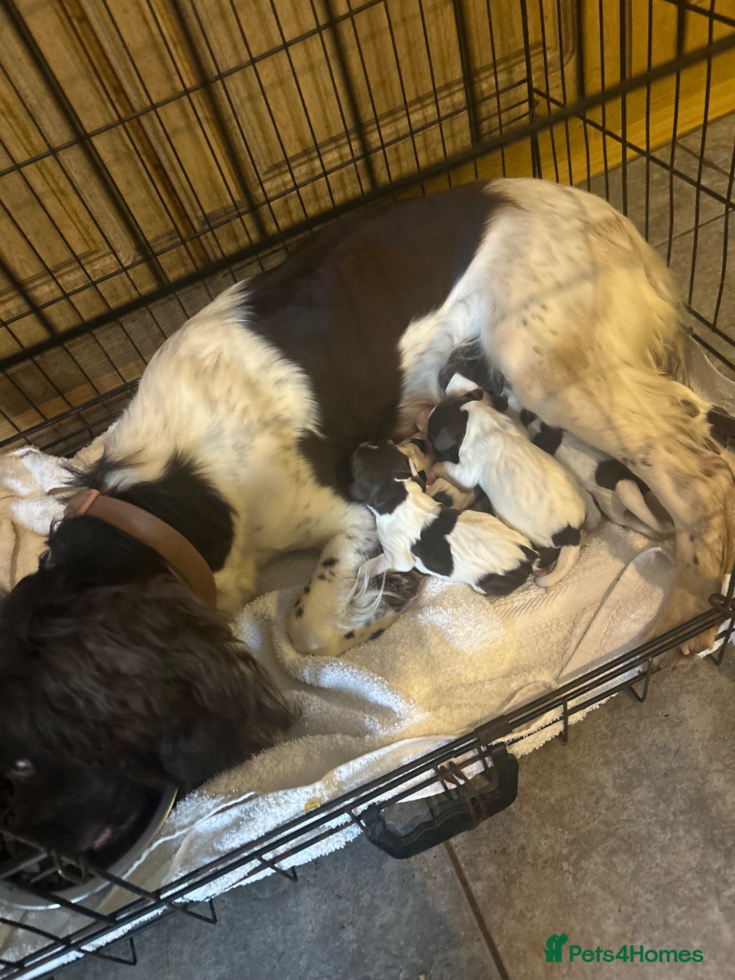English Springer Spaniel dogs for sale: Springer spaniel pups  - Advert 2