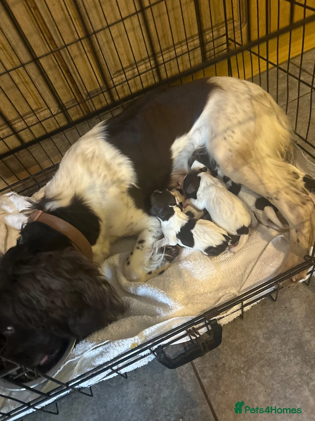 English Springer Spaniel dogs for sale: Springer spaniel pups  - Advert 2