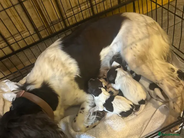 English Springer Spaniel dogs for sale: Springer spaniel pups - Advert 2