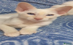 Siamese cats for sale: GCCF - 2 Siamese Male-Active  Red Point available in Darwen - Image 1