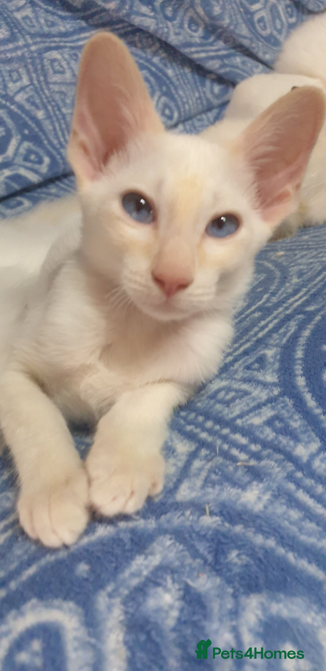 Siamese cats for sale: GCCF - 2 Siamese Male-Active  Red Point available in Darwen - Image 1