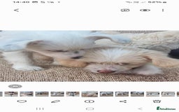 Chinese Crested dogs for sale: 5 beautiful Chinese crested puffs 3 girls 2 boys - Image 22