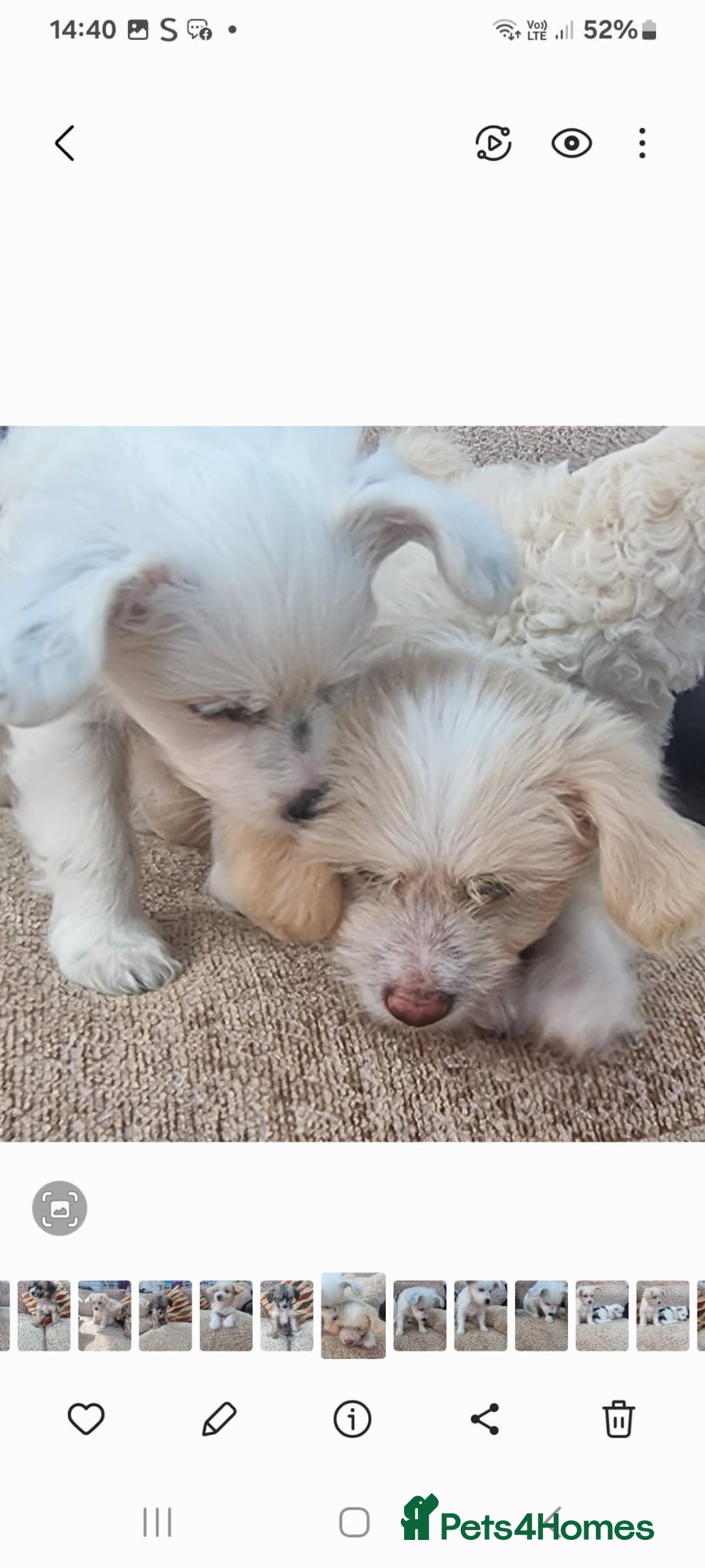 Chinese Crested dogs for sale: 5 beautiful Chinese crested puffs 3 girls 2 boys - Image 22