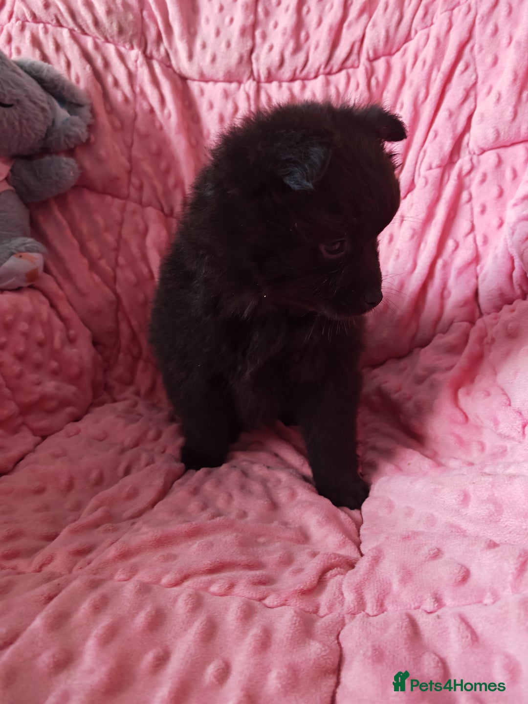 Pomeranian dogs for sale: Pomeranian for sale - Advert 2