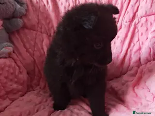 Pomeranian dogs Pomeranian for sale - Advert 11