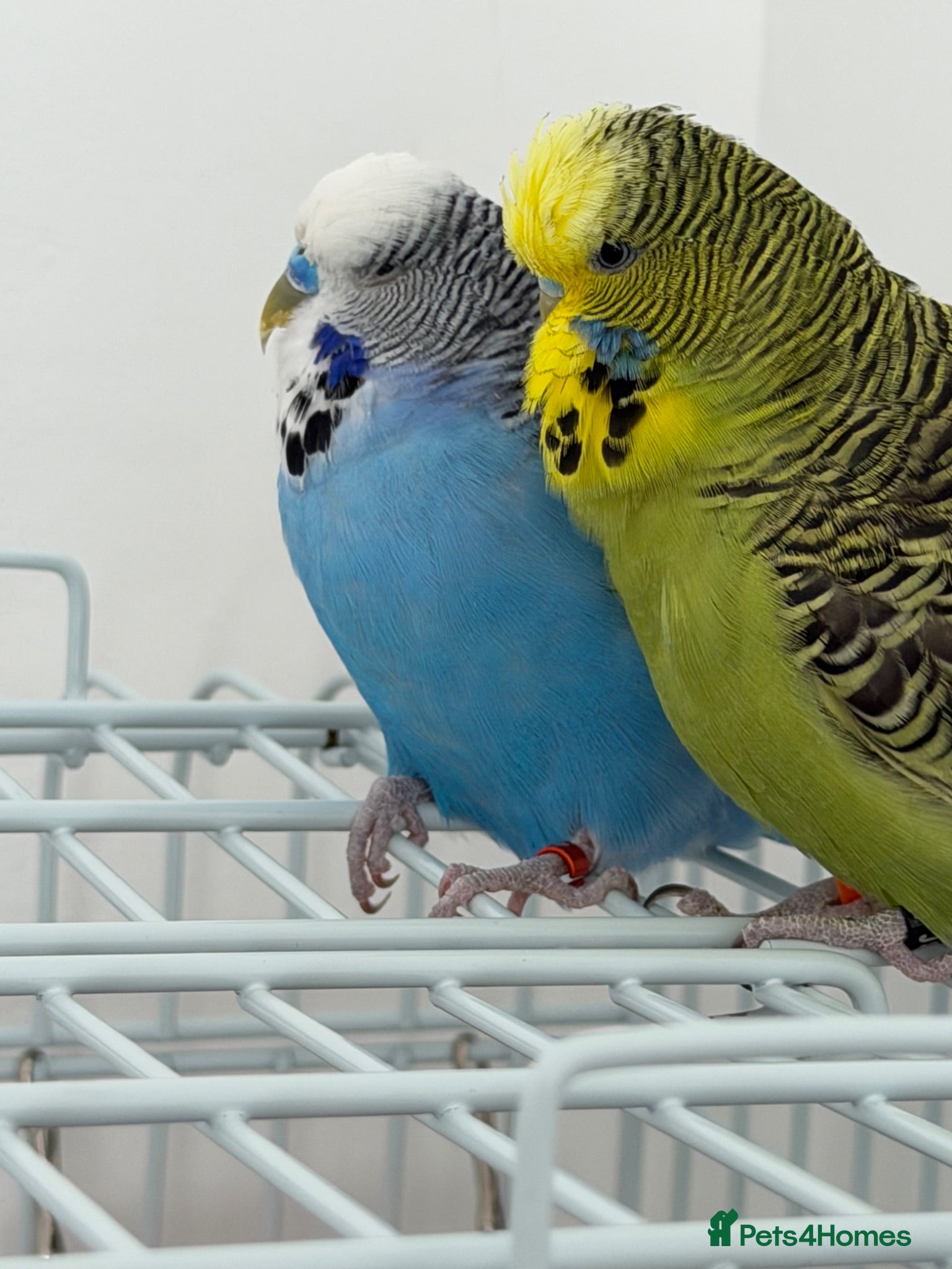 Budgerigars birds Budgies - Advert 15