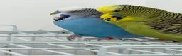 Budgerigars birds for sale: Budgies - Advert 1