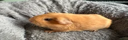 Guinea Pig rodents for sale: Guinea pig baby boy for sale  in London - Advert 5