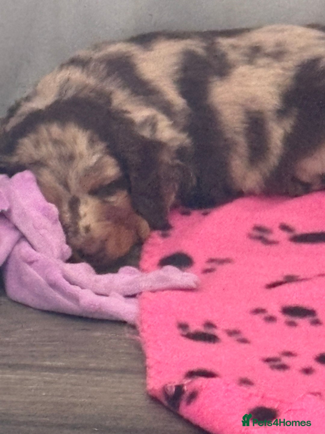 Dachshund dogs for sale: Long haired  - Image 7