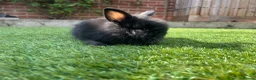 Lionhead rabbits for sale: Mini double maned lionheads and mini lops  - Advert 11