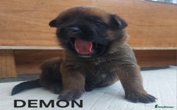 Belgian Shepherd Dog dogs for sale: PuppiesDWKC registered Working Line,Tested Parents - Image 6