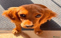 Cockalier dogs for sale: Rehoming Two Young Female Spaniels  - Image 28