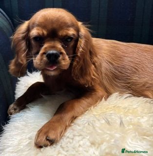 Cavalier King Charles Spaniel dogs Kennel Club registered ruby Cavalier boy puppies. - Advert 2