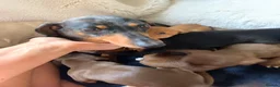 Dachshund dogs for sale: Lola’s puppy’s  - Advert 3