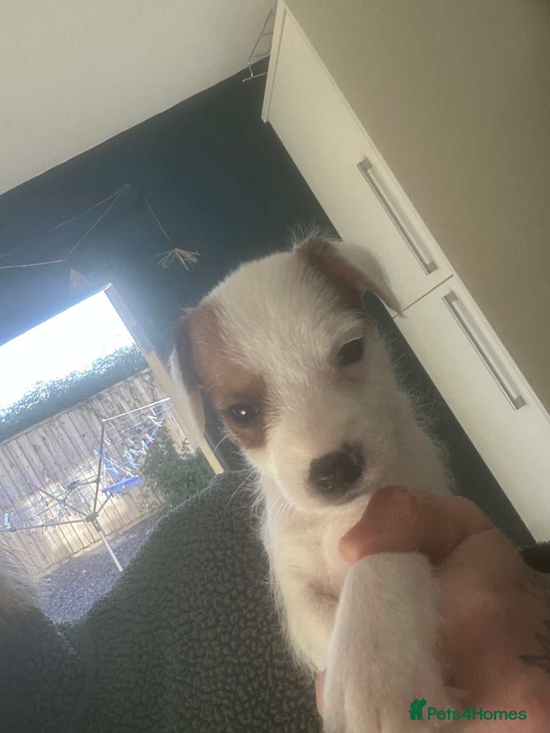 Jack Russell dogs for sale: 2 jack russell pups - Advert 3