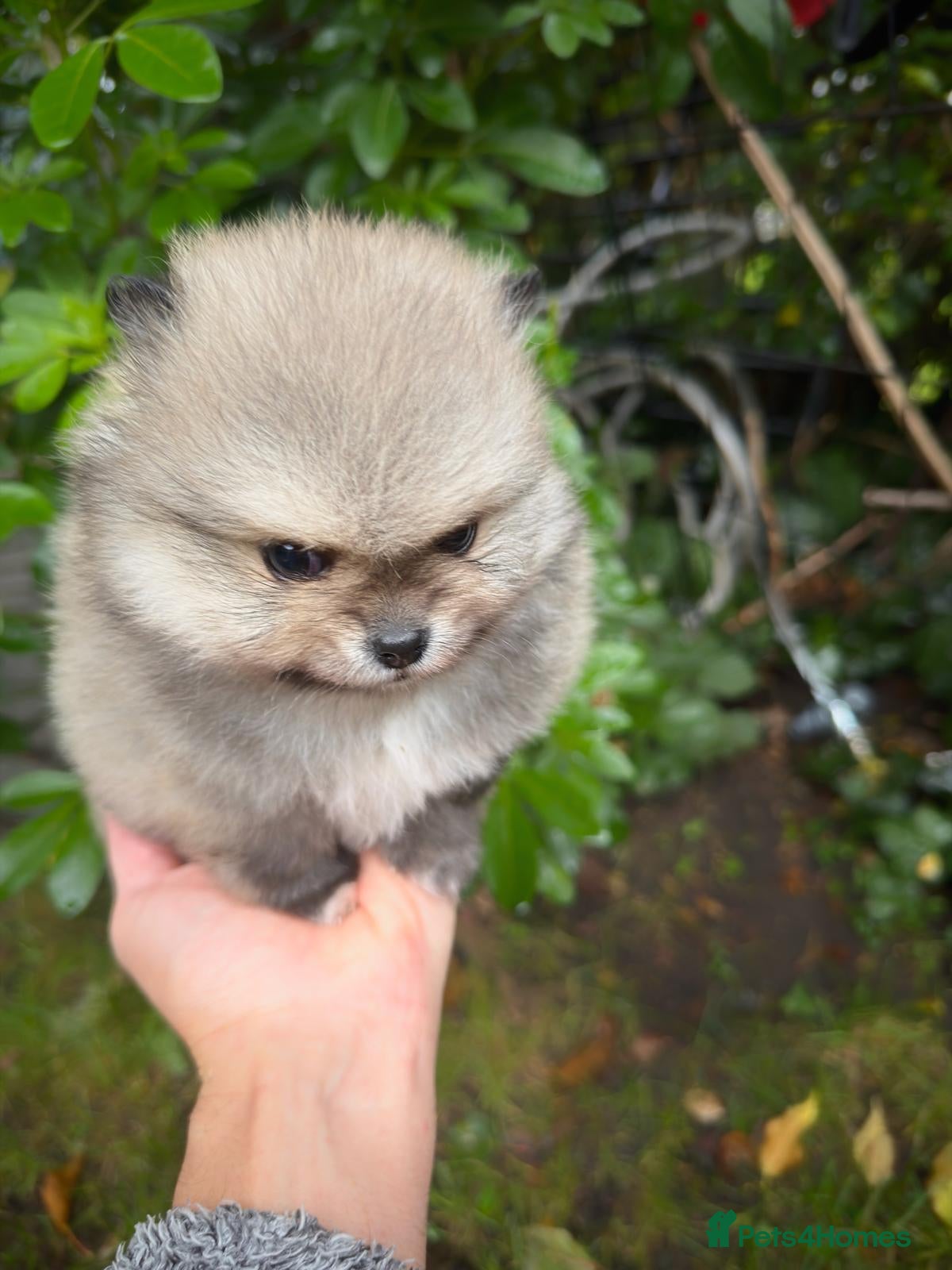 Pomeranian dogs Stunning Pomeranian Puppy Boys - Advert 6