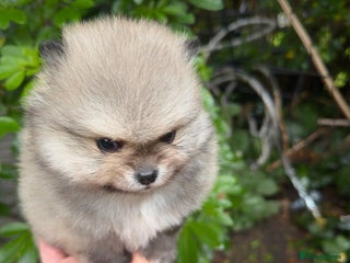 Pomeranian dogs Stunning Pomeranian Puppy Boys - Advert 10