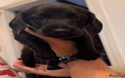 Mixed Breed dogs for sale: 1 Beautiful DoxiPoo Boy left!  - Image 27