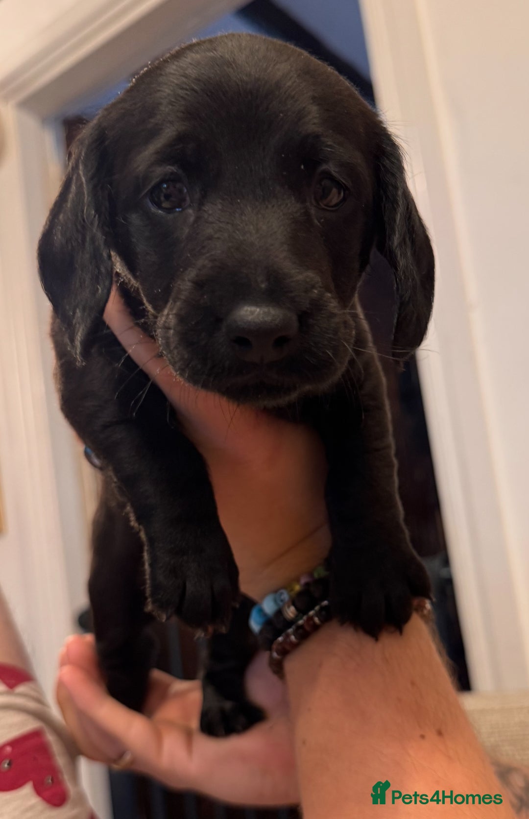 Mixed Breed dogs for sale: 1 Beautiful DoxiPoo Boy left!  - Image 27